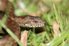 Mesotes strigatus