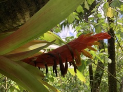 Guzmania berteroniana