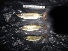 Alestidae