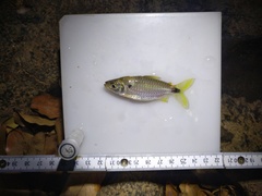 Brycinus
