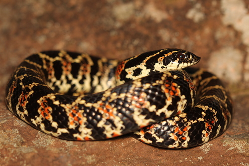 South American Hognose Snake
