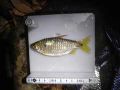 Brycinus