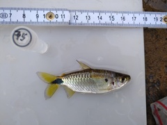 Brycinus