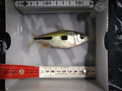 Bryconaethiops boulengeri