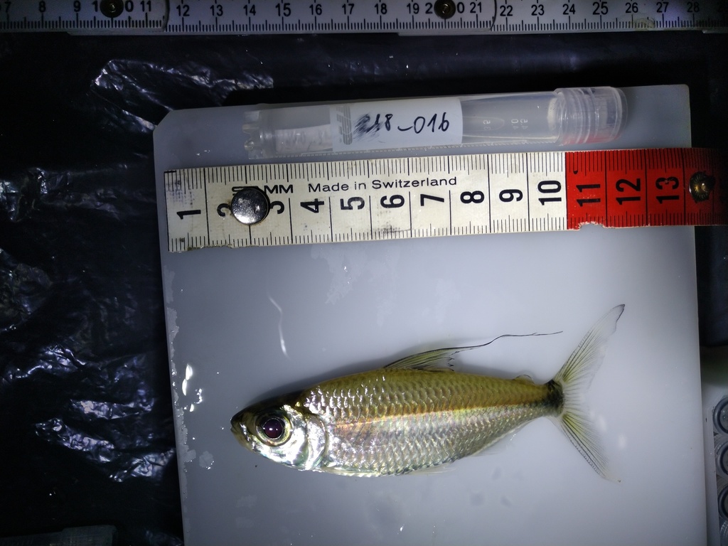Yseux' Afrikaanse zalm (Bryconaethiops yseuxi) — Alestidae