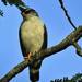 White-browed Hawk - Photo (c) upupamartin, some rights reserved (CC BY-NC-ND), uploaded by upupamartin