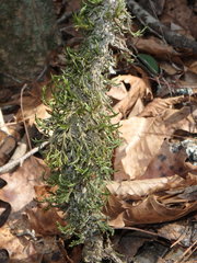 Forsstroemia trichomitria