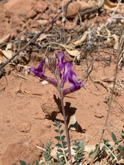 Astragalus zionis