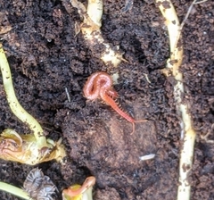 Strigamia bothriopus