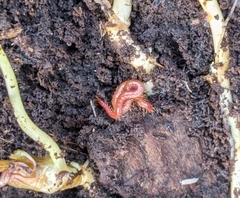 Strigamia bothriopus