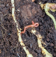 Strigamia bothriopus