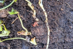 Strigamia bothriopus