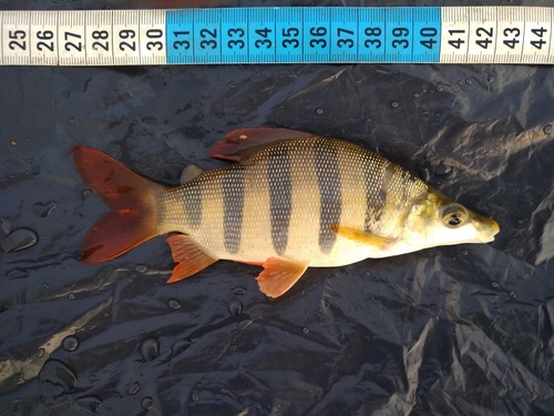 Long-snouted distichodus (Distichodus lusosso) — Distichodontidae — 2
