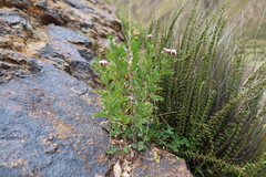 Stevia macbridei
