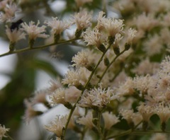 Vernonanthura patens