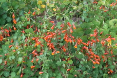 Tropaeolum tuberosum