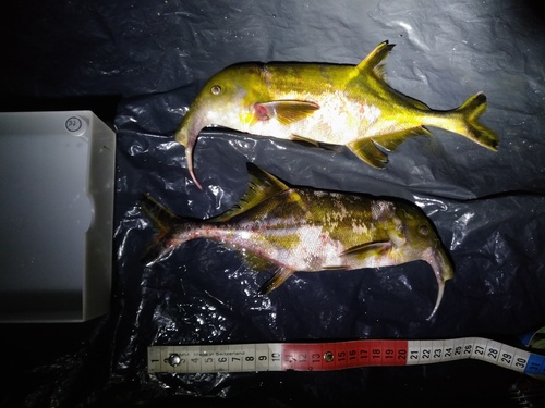Wonderful elephantfish (Campylomormyrus mirus) — Mormyridae