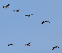 Branta hutchinsii