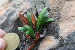 Elaphoglossum gayanum