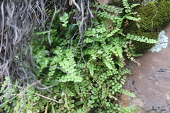 Asplenium peruvianum