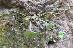 Peperomia polycephala