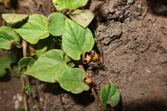Ullucus tuberosus