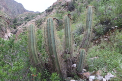 Trichocereus schoenii