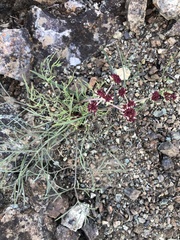 Lomatium hooveri