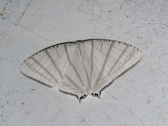 Urapteroides astheniata