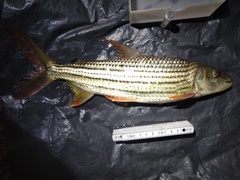 Hydrocynus vittatus