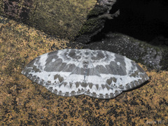 Cyclidia substigmaria