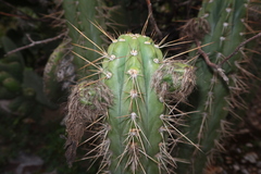 Trichocereus schoenii