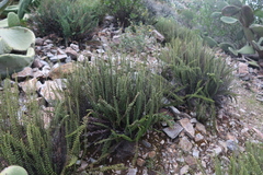 Cheilanthes pruinata