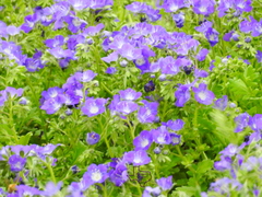 Phacelia patuliflora