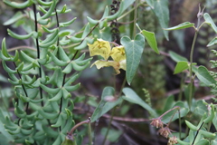 Philibertia solanoides