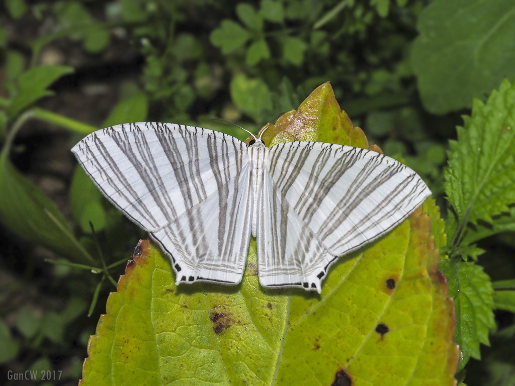 Strophidia