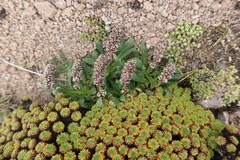 Valeriana coarctata