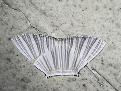 Strophidia caudata