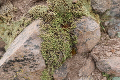 Paronychia andina