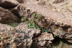 Draba soratensis