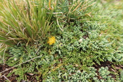 Senecio moqueguensis