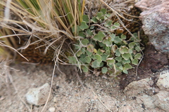 Bowlesia lobata