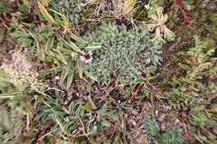 Erigeron rosulatus