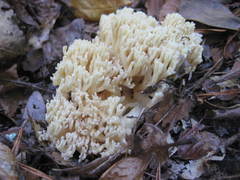 Clavulina connata