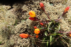 Gentianella scarlatina