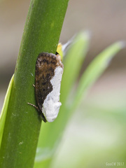 Tathothripa continua