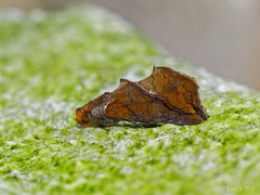 Plusiodonta coelonota