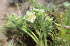Leucheria daucifolia