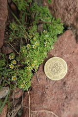 Oxalis nubigena
