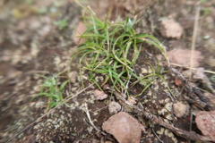 Cyperus seslerioides